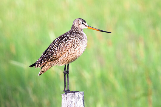 Marbled godwit on fencepost