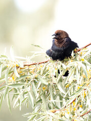 Brown-headed cowbird in tree