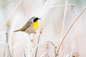 Common yellowthroat bird perched on bulrush