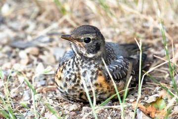 Juvenile robin bird on ground