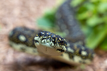 Close up of an Australian Diamond Python
