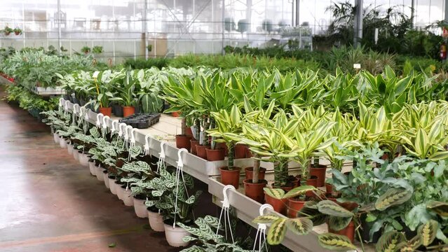 Pots with planted dracaena with variegated foliage on showcase of garden center. Concept of growing of ornamental potted plants for home design