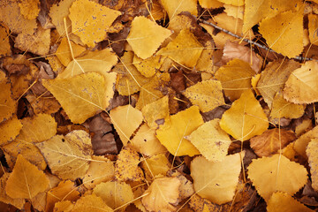 Background of yellow leaves. Beautiful autumn leaves lie in a dense carpet. A view from above of the fallen leaves of the poplar tree.