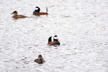 Ruddy duck in water