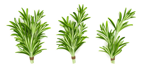 Rosemary herb bunches, isolated garden plant stems with green leaves tied with rope on white background. Organic seasoning, spice, fresh cooking condiment tufts, Realistic 3d vector illustration, set