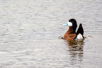 Ruddy duck in water