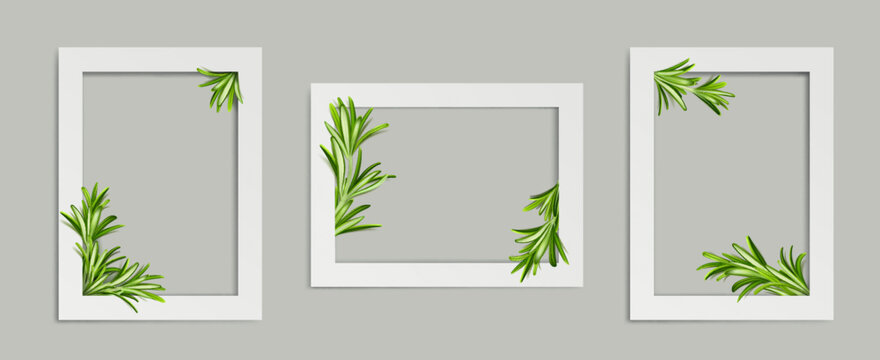 Rosemary photo frames, white rectangular border templates with green stems and leaves of garden plant, blank photoframes isolated on transparent background, Realistic 3d vector illustration