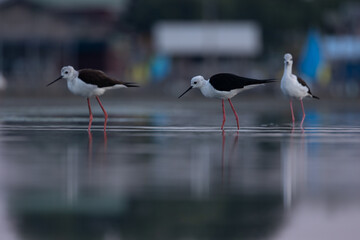 A seashore bird black-winged stilt is resting and hunting on lakeside in the morning light