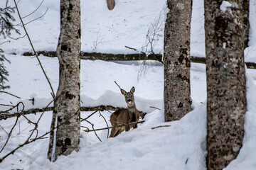 Deer in the forest, Bohinj region