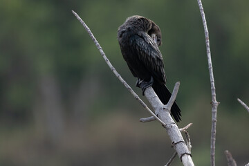 Little cormorant drying its wings. The little cormorant (Microcarbo niger) is a member of the...