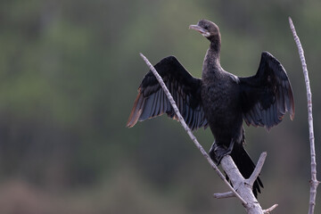 Little cormorant drying its wings. The little cormorant (Microcarbo niger) is a member of the cormorant family of seabirds. Slightly smaller than the Indian cormorant it has a shorter beak.