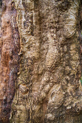 old Big tree bark  textured may be used as a background wallpaper