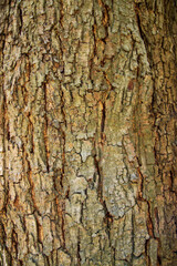 old Big tree bark  textured may be used as a background wallpaper