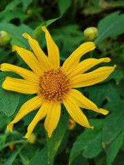 Mexican sunflower (Tithonia diversifolia), growth among the shurbs
