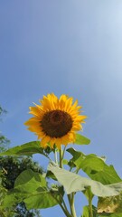 Yellow sun flower blooms in the garden. Summer background.