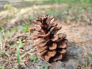 pine cone on the ground