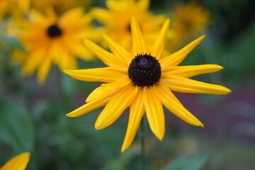 Yellow Rudbeckia flowers bloom in clusters.