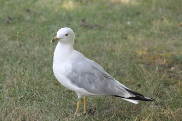 Beautiful Gull 