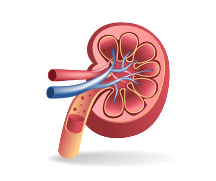 Isometric flat 3d illustration of kidney tract anatomy cutout concept