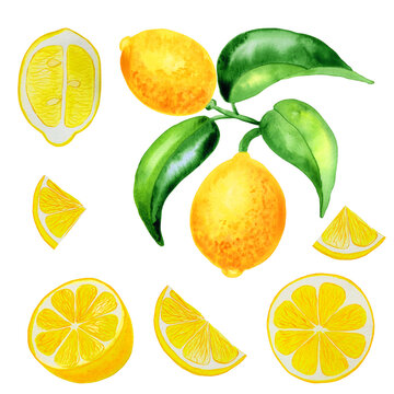 Lemon on a branch and slices watercolor set. Hand drawn illustration of yellow citrus fruits on isolated background. Clipart for design.