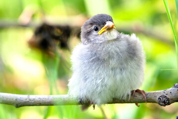 Juvenile house sparrow baby bird