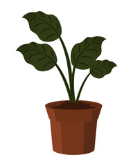 houseplant on white background