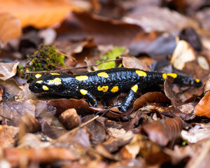 Obraz na płótnie Canvas Fire salamander on leaf litter in a forest