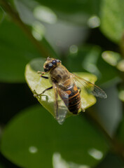 Bee flower nature