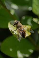 Bee flower nature