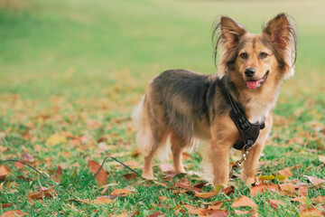 Mixed-breed multicolor dog with harness outdoor. Animal fur black, brown, white. Medium-sized pet in park. Grass green, leaves orange, Autumn day. Horizontal background. Man's loyal best friend.