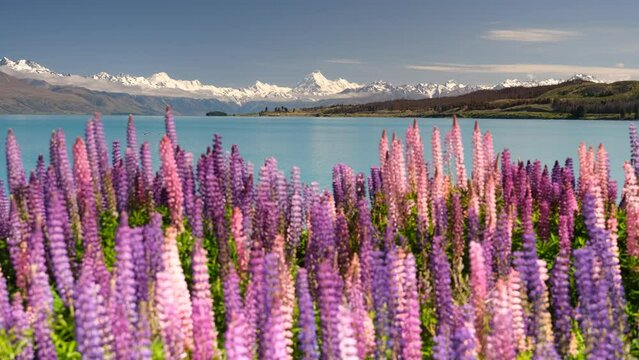 Mt Cook, New Zealand with Lupins