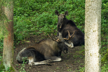 Fototapeta na wymiar Male and female European elk resting in a forest