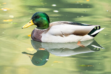 Male mallard duck in a lake