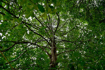 View under of the tree small leaves and branches spread over with natural background.