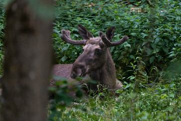 Young male European elk resting in a forest