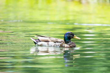 Male mallard duck in a lake