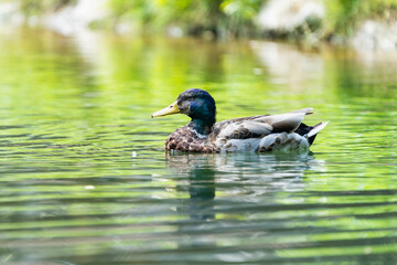 Male mallard duck in a lake