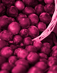 Plum fruit food background in Viva Magenta. Red top view. Color of the year 2023