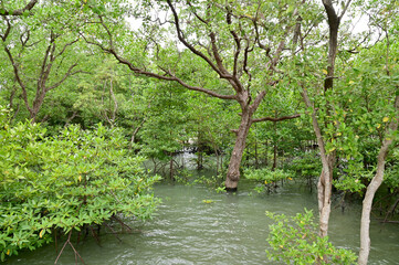 The Green Mangrove Forests fill the coastal area, mouth of a river in Chanthaburi province, Thailand.