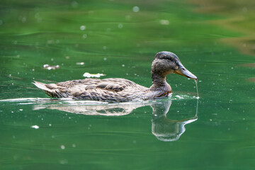 Female mallard duck in a lake