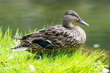 Close-up of a female mallard duck on the edge of a lake