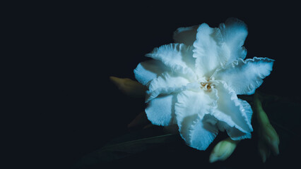 Fototapeta na wymiar blue and white flower