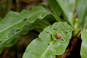 Closeup of Snail eating green leaves with nature background, selective focus point at Thailand.