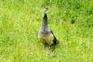 Female peacock with chicks in high grass