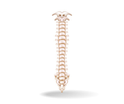 Concept flat 3d isometric illustration of spinal cord anatomy