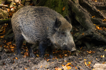 European wild boar looking for food in a forest