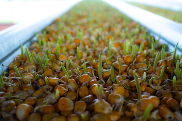 Shoots with young corn roots.