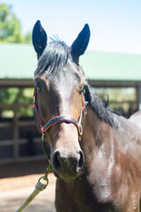 Obraz premium Portrait of a young race horse