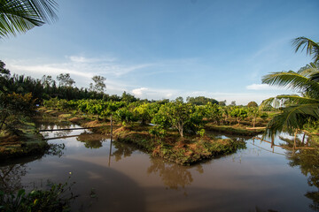 Fototapeta na wymiar Fruit farm in the Mekong Delta