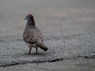 pigeon on the sand